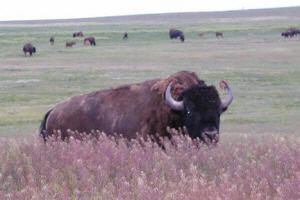 bison image