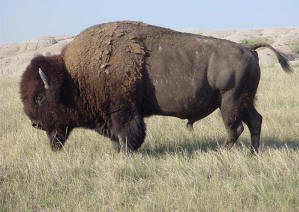 bison image