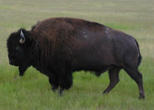 bison image