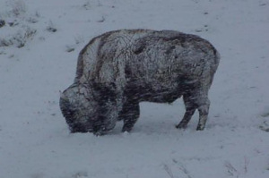 bison image