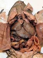 dissected sheep heart